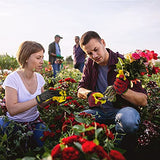 ▶ Guantes de jardinería para mujeres y hombres, guantes de trabajo de piel de oveja con pantalla táctil, guantes de trabajo de jardín flexibles y transpirables (mediano, rojo)